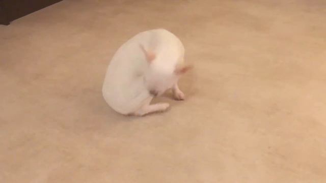 Когда забыл, где спрятал все игрушки смотреть онлайн