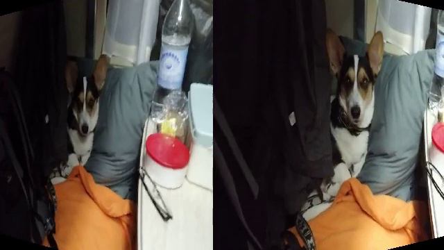 Корги в паравозе смотреть онлайн