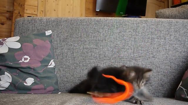 Сибирские котята питомника смотреть онлайн