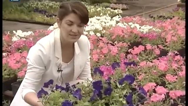 Цветочные картины "Флоры" будут украшать Омск до заморозков смотреть онлайн