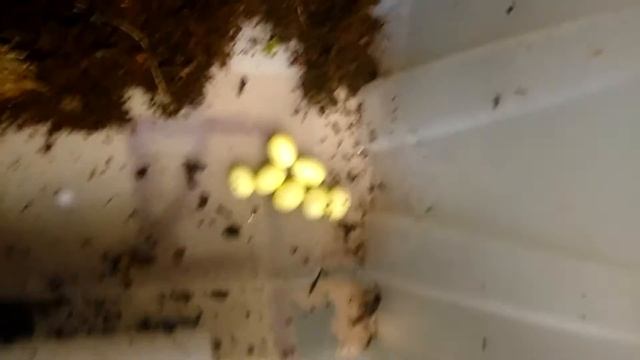 Ещё одна кладка архов