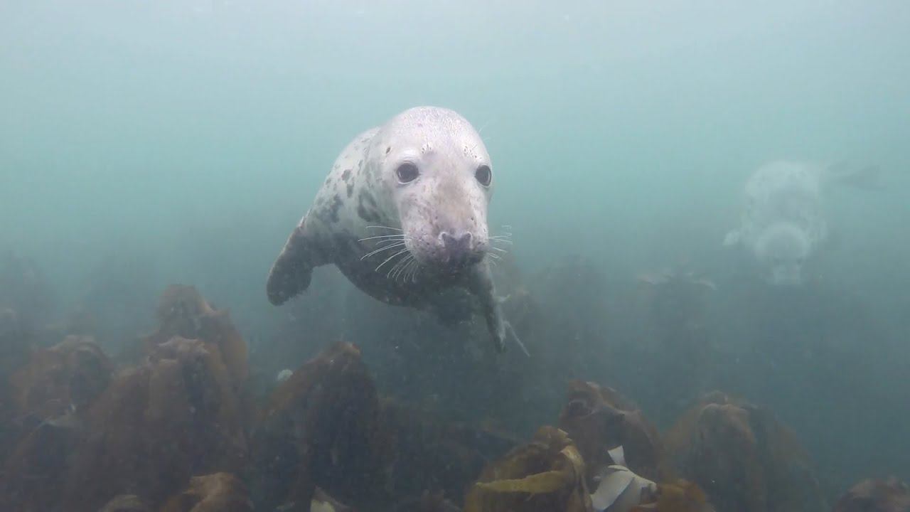 17. Млекопитающие. Часть 3 смотреть онлайн