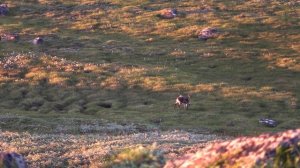 Охотминимум - 2 часть