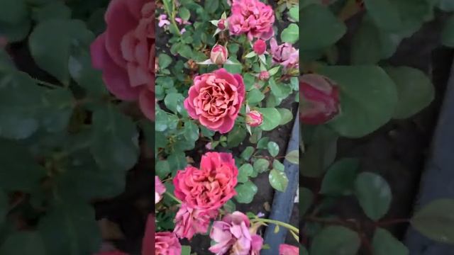 Японская роза Ча-ча? «Cha-Cha» ?Тераниси,2008 смотреть онлайн