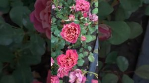 Японская роза Ча-ча? «Cha-Cha» ?Тераниси,2008