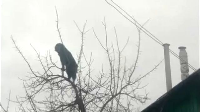 Хозяин запер собаку на даче. Через неделю он вернулся и не поверил своим глазам смотреть онлайн