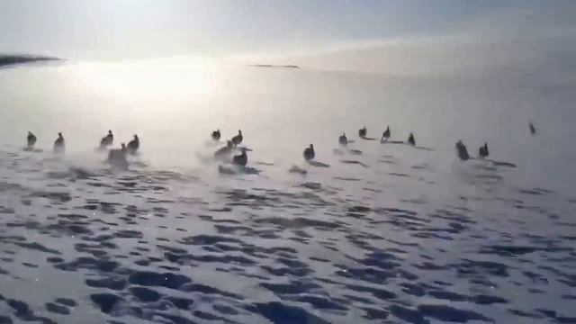 Зайцы бегут!! смотреть онлайн