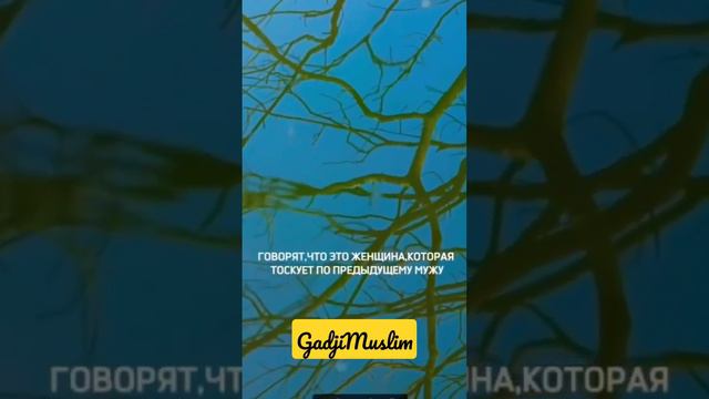 типы женщин #istina #ислам #история #коран #islam #верный #религия смотреть онлайн