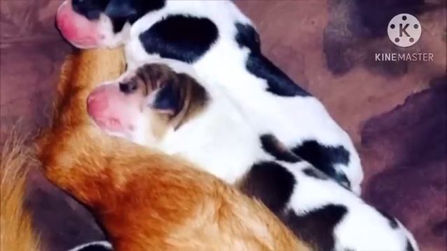 Когда собака ощенилась люди заметили что-то странное. Посмотрите на это! смотреть онлайн