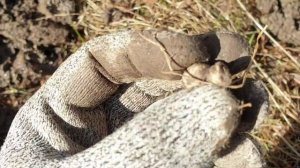 Прогулки с интроником #3: Первые рекорды (КОП С Intronik STF)