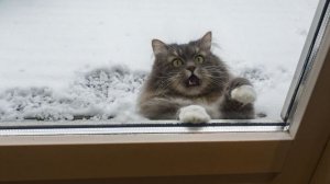 ?приколы с котами?приколы с собаками?