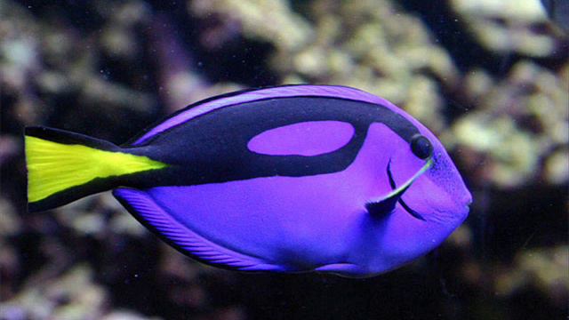 редкие морские рыбки смотреть обязательно 4 смотреть онлайн