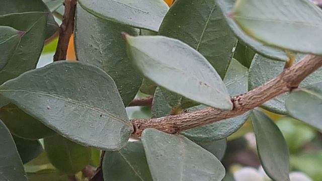 הדס מצוי בפריחה مورد Myrtus Communis With Flowers