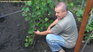 Технология выращивания винограда - ч.7