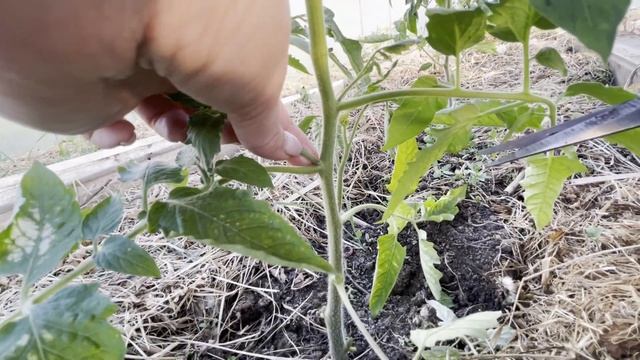 Обрезать листья и пасынки томатам? Простые схемы формировки разных типов помидор смотреть онлайн