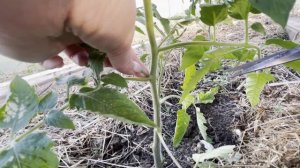 Обрезать листья и пасынки томатам? Простые схемы формировки разных типов помидор