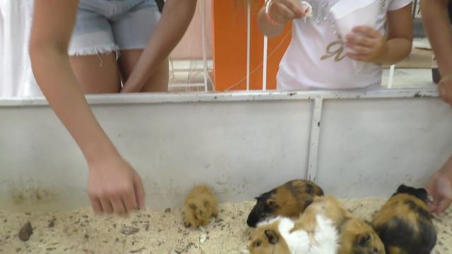 "Каникулы в Яровом"- контактный зоопарк смотреть онлайн