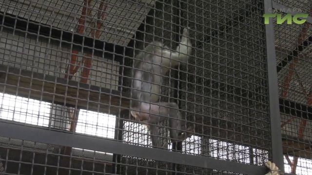 В Самарском зоопарке отметили "Международный день обезьян" смотреть онлайн