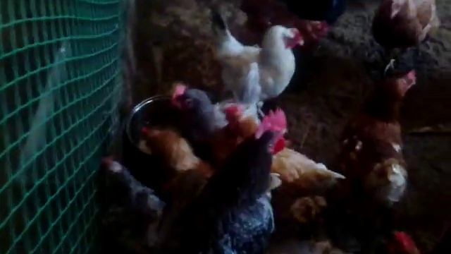 Бактерии в курятнике. Как это работает? смотреть онлайн