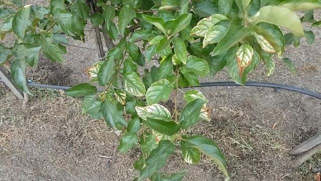 Лучший способ от хлороза | Чем лечить хлороз смотреть онлайн