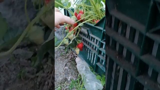 Наша клубника в ящиках!!! Необычный эксперимент, обычных людей! смотреть онлайн