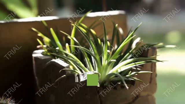 What are the benefits of aloe vera? смотреть онлайн