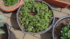 Миксы с петунией, новый способ. Миксы с другими цветами.