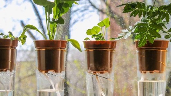 Полив цветов в период отпуска: лучшие способы полива