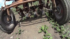 Трактор Т-16 в деле Незаменимый помощник!!!