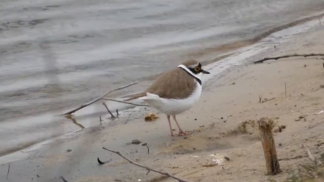 Малый Зуёк смотреть онлайн