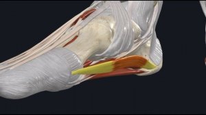 Мышца, отводящая большой палец стопы (m. abductor hallucis) 3D Анатомия