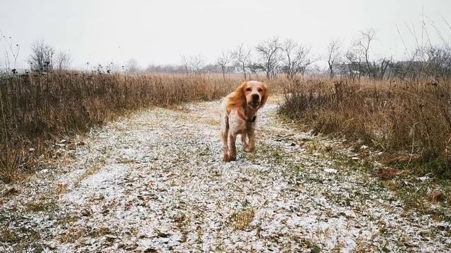 Берта 8 месяцев | русский спаниель ❄️ смотреть онлайн