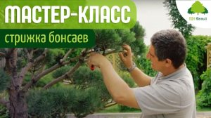 Ниваки (садовый бонсай) мастер-класс по стрижке, обрезке и формированию кроны хвойных растений