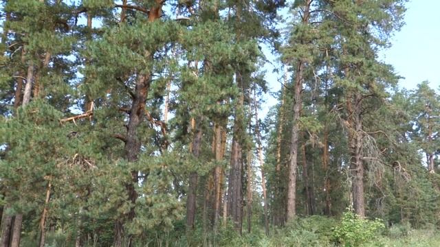Бузулукский бор в 11 утра смотреть онлайн