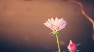 Самые красивые нашиды