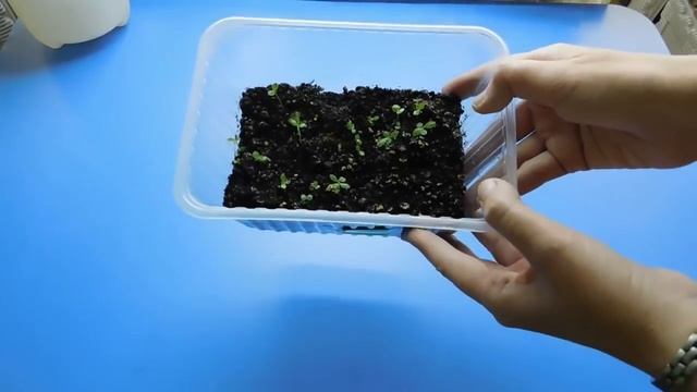 ???КАК ВЫРАСТИТЬ РАССАДУ ХРИЗАНТЕМЫ ! Это совсем не сложно смотреть онлайн