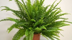 Папоротник комнатный, уход в домашних условиях и его размножение