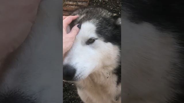 Типичный мужик.... температура 37 пишем завещание 😂