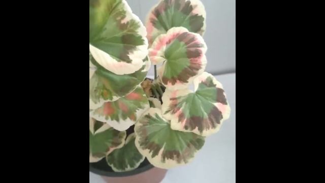 Пеларгонія Warrenorth Rubellite смотреть онлайн