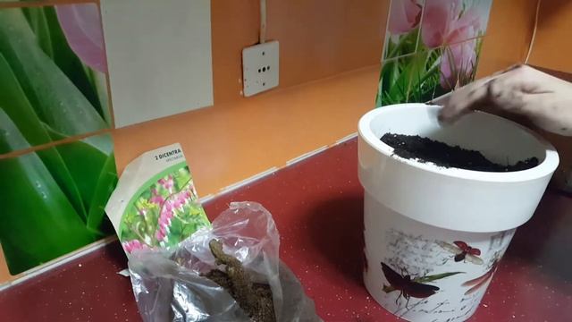 ?? Como plantar bulbos de DICENTRA SPECTABILIS ❣️ cuidados planta del corazón sangrante LAMPROCAPNO смотреть онлайн