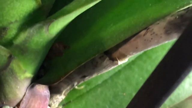 ОРХИДЕЯ # Все таки вредители. Клещи. Подуры смотреть онлайн