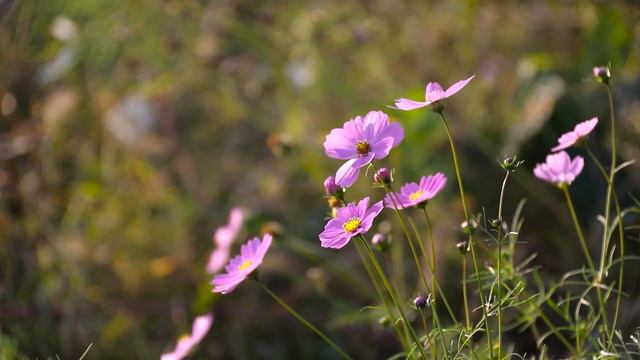 Musica Clasica Relajante Saxofón Instrumental🎷Hermosa Música Relajante SAX Romántica