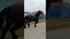 цыганские лошади))))    базёнко