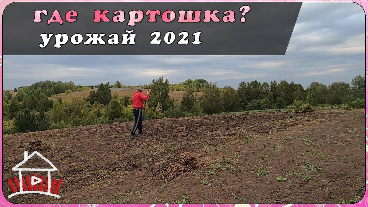 Урожай картошки 2021. Будни деревенщины. (Live Video) смотреть онлайн