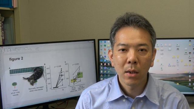 Why do cats lick and chew catnip? Researchers find an answer смотреть онлайн