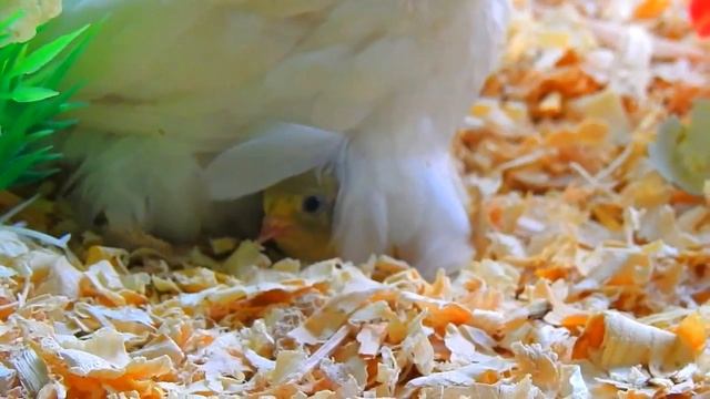 Button Quail Life Cycle | From Egg to Adult Button Quail смотреть онлайн