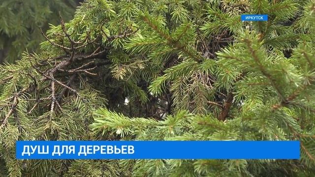 В Иркутске моют ели у Вечного огня