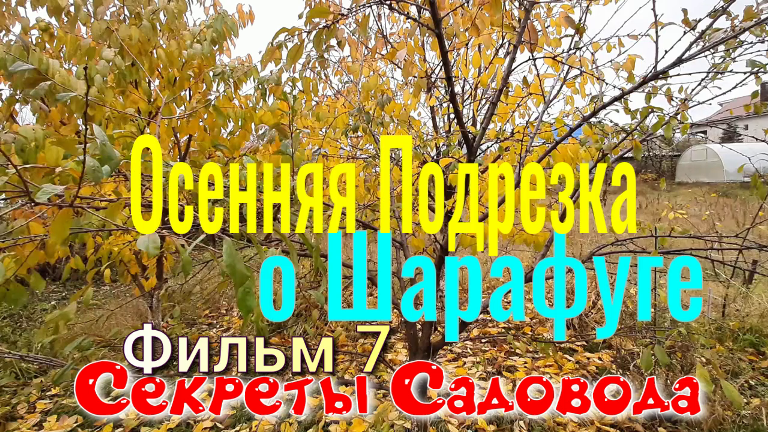 ШАРАФУГА Фильм 7. Осенняя подрезка. Гибрид Сливы Персика Абрикоса. Секреты Садовода смотреть онлайн