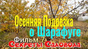 ШАРАФУГА Фильм 7. Осенняя подрезка. Гибрид Сливы Персика Абрикоса. Секреты Садовода