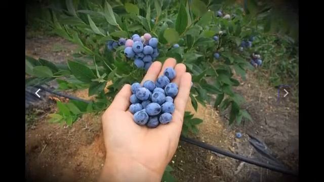 Как подкормить голубику чтобы получить крупные ягоды смотреть онлайн